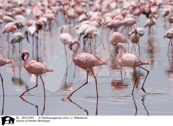 Kolonie Zwergflamingos / colonyof lesser flamingos / JR-01097